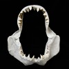 A pair of shark jaws showing razor sharp teeth