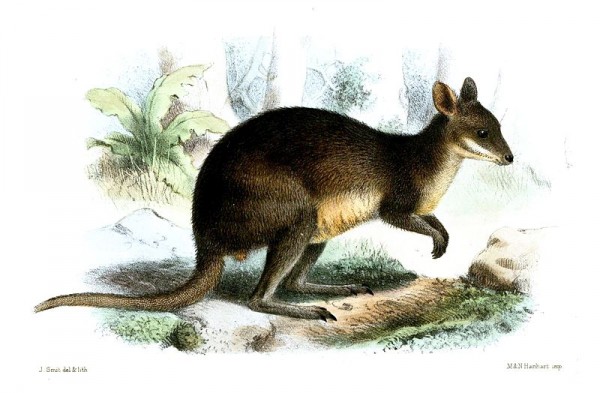 lithograph of a wallaby