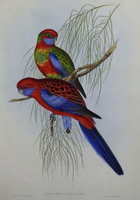 adelaide rosella