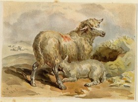 Animal: Sheep